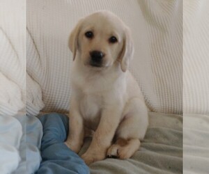 Labrador Retriever Puppy for sale in CALIENTE, CA, USA