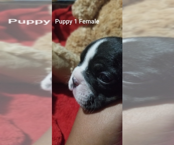 Medium Photo #14 English Bulldog Puppy For Sale in COLUMBUS, OH, USA