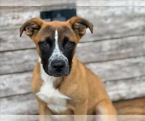 German Shepherd Dog-Unknown Mix Dogs for adoption in Tulsa, OK, USA