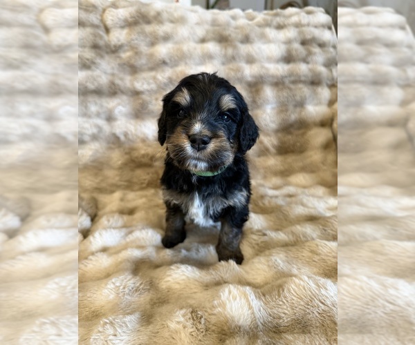 Medium Photo #8 Bernedoodle Puppy For Sale in GILBERT, AZ, USA