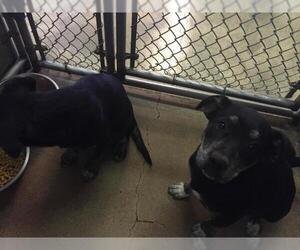 Rottweiler-American Pit Bull Terrier Dogs for adoption in HESPERIA, CA, USA