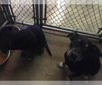 Small Rottweiler-American Pit Bull Terrier