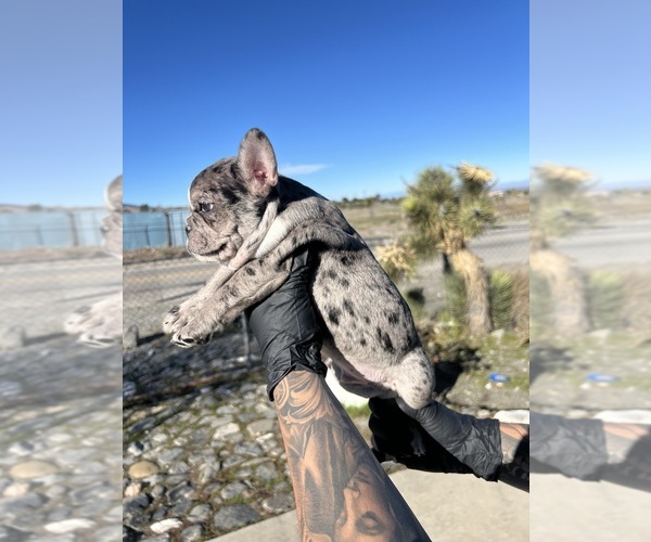 Medium Photo #2 French Bulldog Puppy For Sale in PHELAN, CA, USA