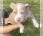 Small Photo #4 American Bully Puppy For Sale in LAKE STATION, IN, USA