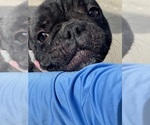 Small Photo #1 French Bulldog Puppy For Sale in LEHIGH ACRES, FL, USA