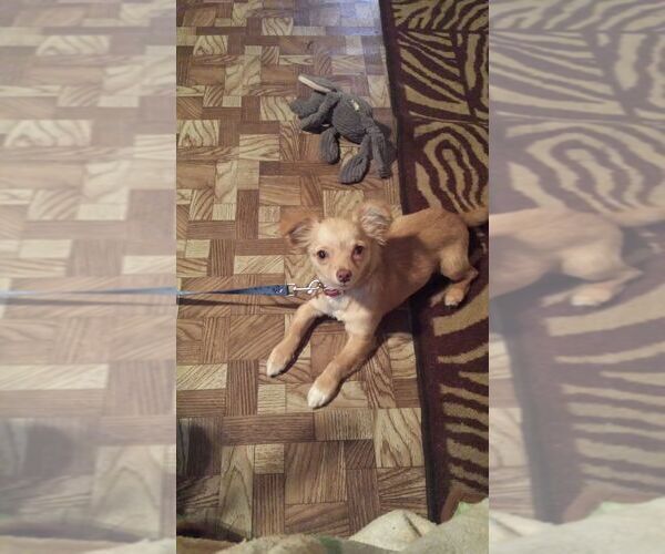 Medium Photo #1 Chiranian Puppy For Sale in BIRMINGHAM, AL, USA