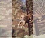 Small Photo #1 Chiranian Puppy For Sale in BIRMINGHAM, AL, USA
