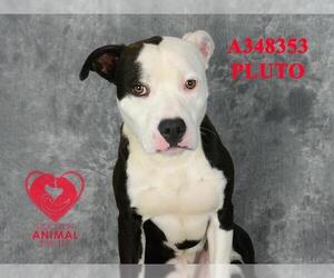 American Pit Bull Terrier Dogs for adoption in Stockton, CA, USA