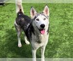 Small #1 Siberian Husky