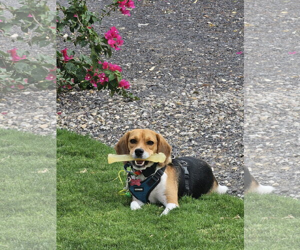Medium Photo #3 Beagle Puppy For Sale in Las Vegas, NV, USA