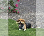 Small #2 Beagle