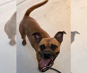 26-308 Kylo - Male Boxer Dog for Adoption - Photo #3