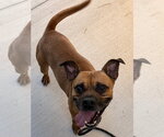 Small Photo #3 Boxer Puppy For Sale in Tarboro, NC, USA