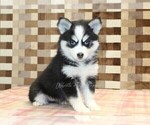 Small #3 Pomsky