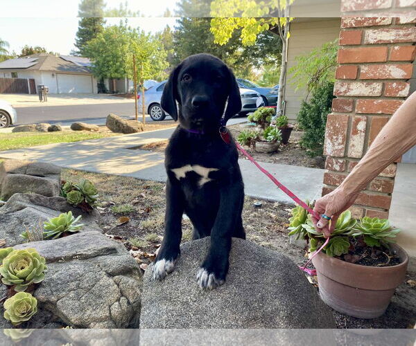 Medium Photo #2 Labrador Retriever-Unknown Mix Puppy For Sale in Clovis, CA, USA
