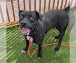 Small #1 Mutt