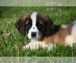 Small Photo #5 Saint Bernard Puppy For Sale in AVALON, MO, USA