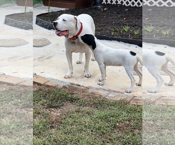 Medium Photo #5 Catahoula Leopard Dog-Labrador Retriever Mix Puppy For Sale in Lakemont, GA, USA