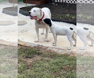 Dewey - Male Catahoula Leopard Dog-Labrador Retriever Mix Dog for Adoption - Photo #5