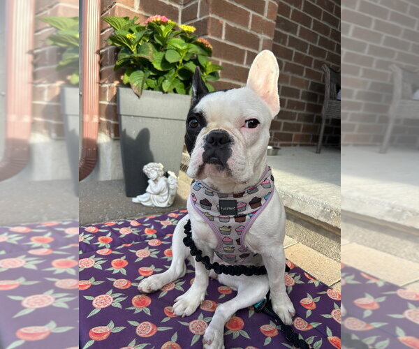 Medium Photo #1 French Bulldog Puppy For Sale in Brights Grove, Ontario, Canada
