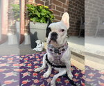 Small French Bulldog