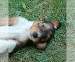 Small #1 Cadoodle