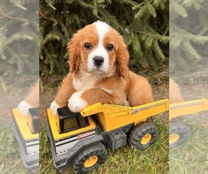 Cavalier King Charles Spaniel-Miniature Bernedoodle Mix Puppy for sale in MIDDLEBURY, IN, USA