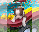 Small #1 Boston Terrier