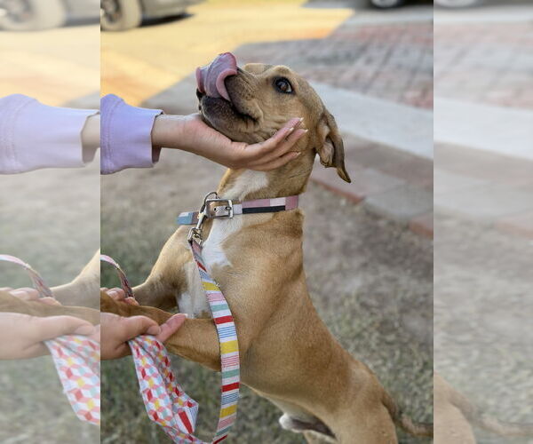 Medium Photo #5 Basset Hound-Unknown Mix Puppy For Sale in Oceanside, CA, USA