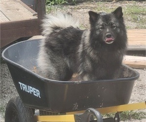 Mother of the Keeshond puppies born on 11/30/2023