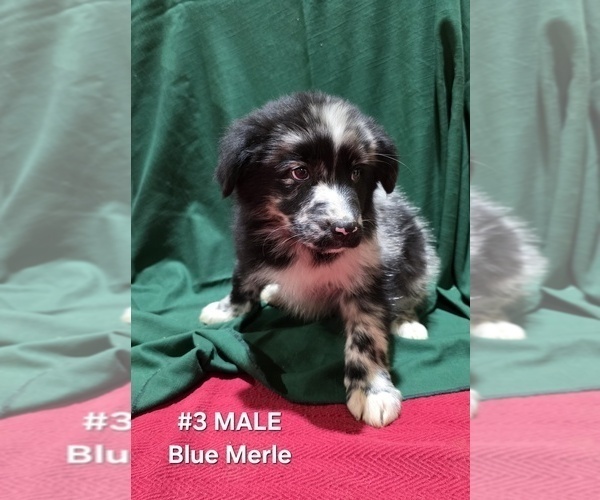 Medium Photo #10 Australian Shepherd Puppy For Sale in CLARKSVILLE, TX, USA
