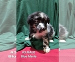 Small Photo #10 Australian Shepherd Puppy For Sale in CLARKSVILLE, TX, USA
