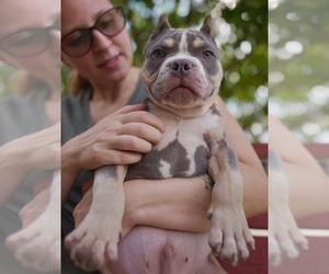 American Bully Puppy for sale in GREELEY, CO, USA