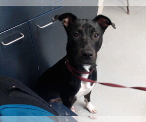 Mutt Dogs for adoption in Fayetteville, NC, USA