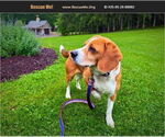 Small Beagle
