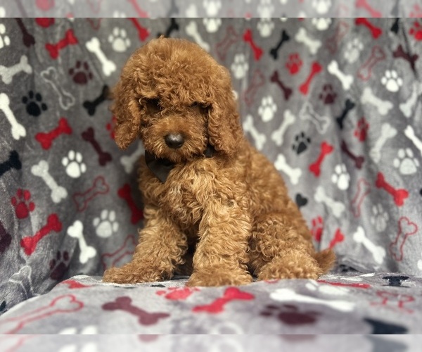 Medium Photo #7 Cock-A-Poo Puppy For Sale in LAKELAND, FL, USA