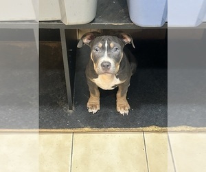 Medium American Bully