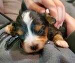 Small #7 Bernedoodle (Miniature)