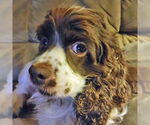 Small #12 Cocker Spaniel