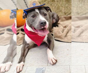 Toby - Male American Pit Bull Terrier-Unknown Mix Dog for Adoption - Photo #2