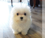 Small Photo #10 Maltese Puppy For Sale in LOS ANGELES, CA, USA