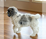 Small #2 Bernedoodle (Miniature)