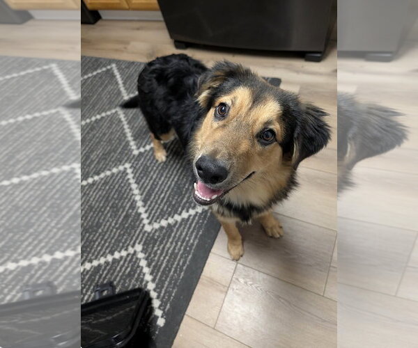 Medium Photo #10 Australian Shepherd-Unknown Mix Puppy For Sale in Sandy, UT, USA