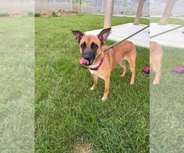 Medium Photo #2 German Shepherd Dog-Unknown Mix Puppy For Sale in Pierceton , IN, USA