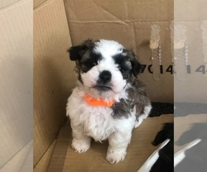 Mal-Shi Puppy for sale in SAN ANTONIO, TX, USA