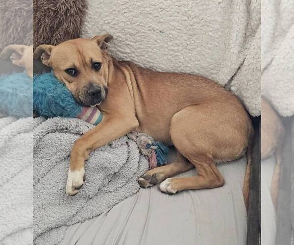 Medium Photo #1 Mutt Puppy For Sale in Holly Springs, NC, USA