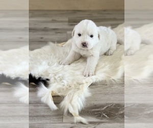 Great Pyrenees Puppy for sale in UMATILLA, FL, USA