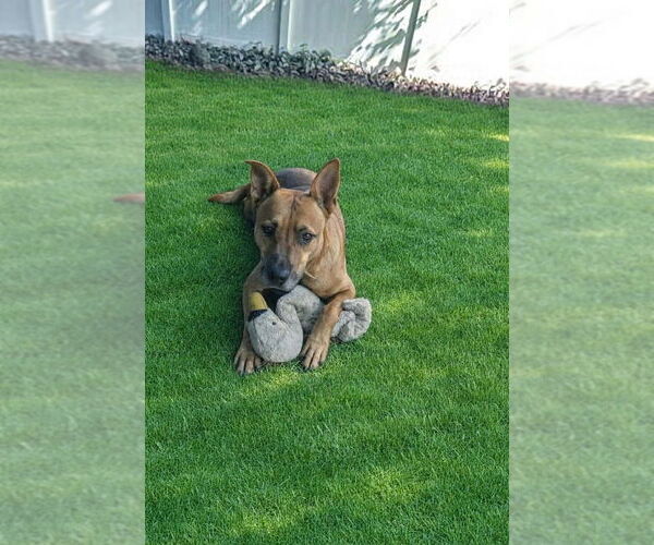 Medium Photo #3 Mutt Puppy For Sale in Tampa, FL, USA