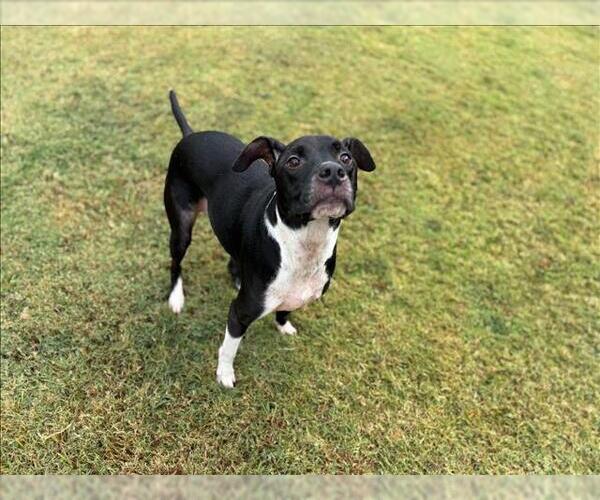 Medium Photo #1 Labrador Retriever-Unknown Mix Puppy For Sale in Grovetown, GA, USA