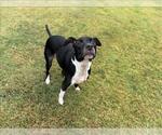 Small Labrador Retriever Mix